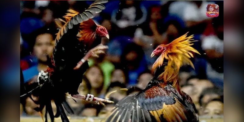 sabong international live stream today