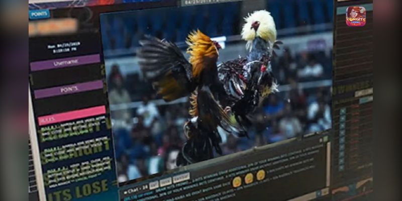 sabong online live streaming today